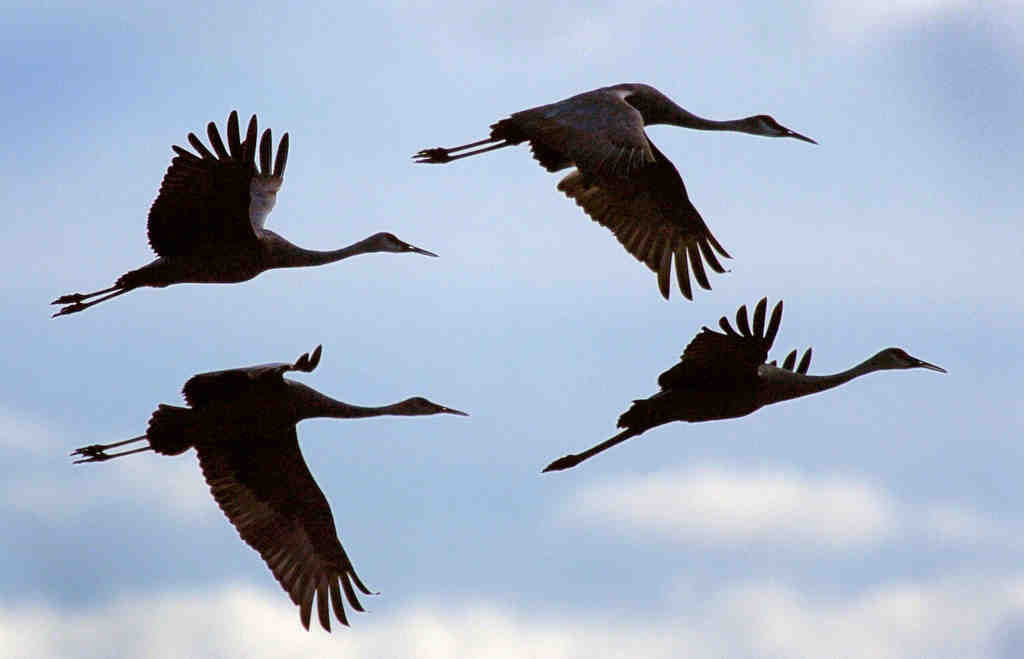 Sandhill cranes in Arizona